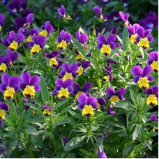 Organic Wild Pansy - Viola Tricolour